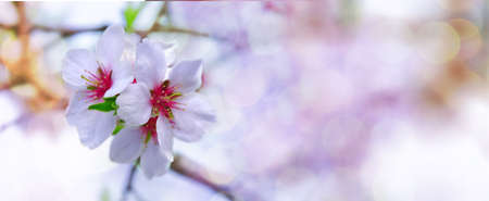 Amazing blossoming almond branch with green leaves in bokeh style. Spring fresh flowers outdoors closeup. Web banner with white flowers with red core on the multicolor backgroundの写真素材