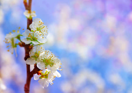 Blossoming almond branch on the light bokeh background. Macro photography wallpaper. Botanic landscape.の写真素材