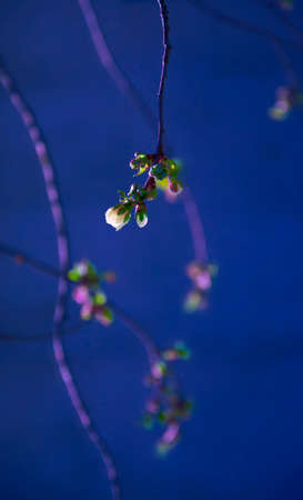 Fabulous blossoming almond branch with green leaves in bokeh style at night. Spring fresh flowers outdoors closeup. Web banner with white flowers with purpul core on the dark blue backgroundの写真素材