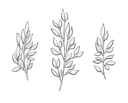 Vector hand drawn set of three silhouette branches with leaves in outline technique on the white background.のイラスト素材