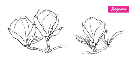 Set of two hand drawn vector outline magnolia flowers in outline technique on the white background.のイラスト素材