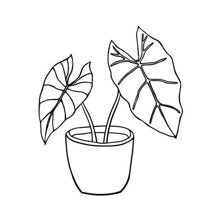 Vector linear sketch house plant illustration. houseplants, indoor and office plants in pot. Hand drawn tropical house plants. Scandinavian style illustration, modern and elegant home decor.のイラスト素材