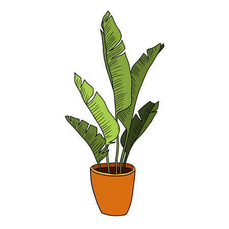 Hand drawn tropical home plants. Scandinavian style illustration, modern and elegant home decor. Illustration of houseplants, indoor and office plants in pot.のイラスト素材