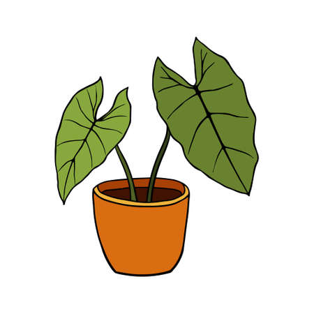 Hand drawn tropical Alocasia home plants. Scandinavian style illustration, modern and elegant home decor. Illustration of houseplants, indoor and office plants in pot.のイラスト素材