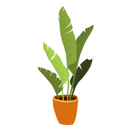 Hand drawn tropical home plants. Scandinavian style illustration, modern and elegant home decor. Illustration of houseplants, indoor and office plants in pot.のイラスト素材