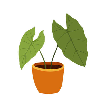 Hand drawn tropical Alocasia home plants. Scandinavian style illustration, modern and elegant home decor. Illustration of houseplants, indoor and office plants in pot.のイラスト素材