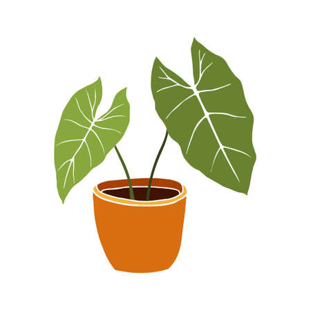 Hand drawn tropical Alocasia home plants. Scandinavian style illustration, modern and elegant home decor. Illustration of houseplants, indoor and office plants in pot.のイラスト素材