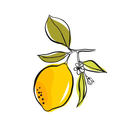 Yellow lemon on a branch with green leaves. Hand drawing with ink and stains. Simple doodle of a lemon isolated on a white background. Fruit summer element for designのイラスト素材