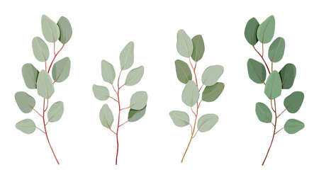Set Eucalyptus tree leaves, foliage, tropical elements in watercolor style. Collection of eucalyptus branches isolated on white background. Vector nature decorative elegant illustration for designのイラスト素材