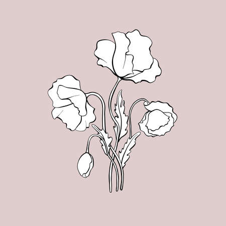 Abstract floral illustration. Composition of poppy flowers, buds, leaves hand-drawn vector graphics. Hand drawn bouquet of poppies black outline drawing, white fill. Minimalistic wildflowers designのイラスト素材