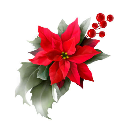 Poinsettia, holly, winter berries in Christmas bouquet. Modern Art composition flower, leaves, berries isolated on white background. Floral frames and backgrounds design. Watercolor botanicalの写真素材
