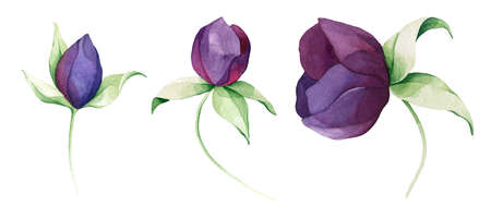 Set watercolor elements of Peony. Collection garden flowers, leaves. Botanic illustration isolated on white background for wedding, greetings, wallpaper, fashion, backgrounds, wrappers, printの写真素材