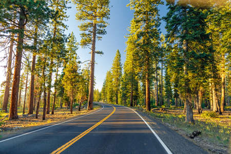 Beautiful road between the forest during sunset. at Yosemite National Park California.の素材 [FY31084870513]