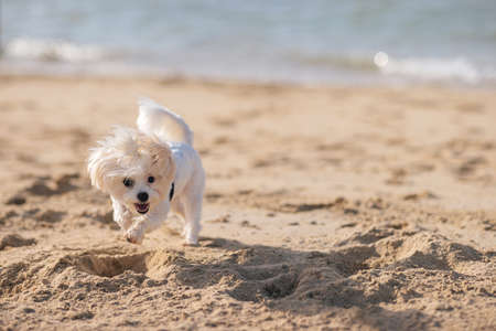 Happy white maltese dog playing with the sand on the beach, sunset and sea on backgroundの写真素材