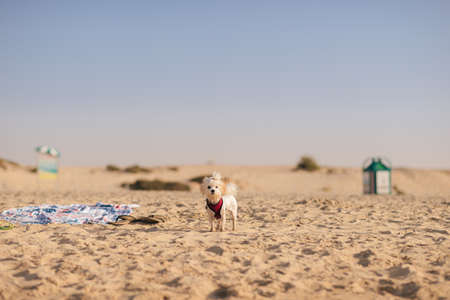 Funny wet maltese Bichon is standing on the sandy beach and looking in the cameraの写真素材