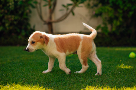 Small and beautiful puppy plays in the green yard with the tennis ball