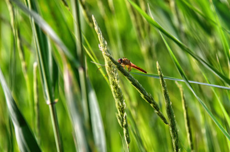 dragonfly sitting on a green leaf in a natural environment