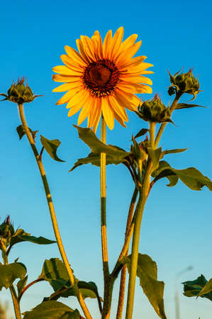 Sunflower on a background of blue skyの写真素材