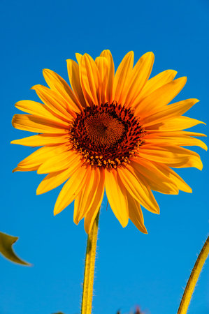 Sunflower on a background of blue sky