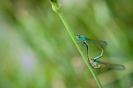 dragonfly sitting on a green leaf in a natural environment