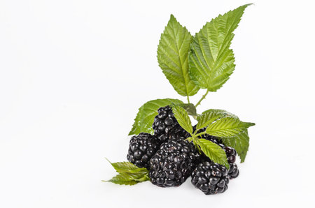 ripe blackberries with leaves on a white background with soft shadowの写真素材