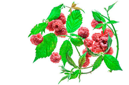 berries and raspberry branches on a white background