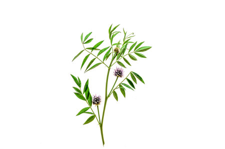 Sprig of wild licorice isolated on white backgroundの写真素材