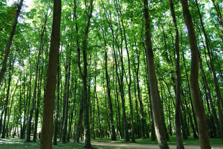 Sun lit trees in Saint Denis park, Paris, France