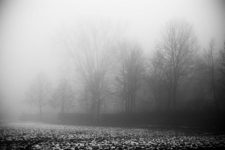 The fog and dark spooky forest