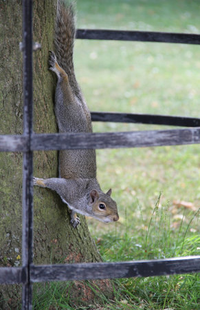 Squirrel on tree