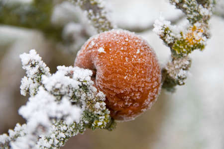 Frozen Appleの写真素材
