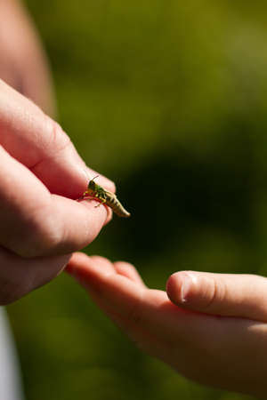 Meadow Grasshopper (Chorthippus parallelus)の写真素材