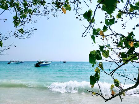 View of the sea with a scene in the branches.の写真素材