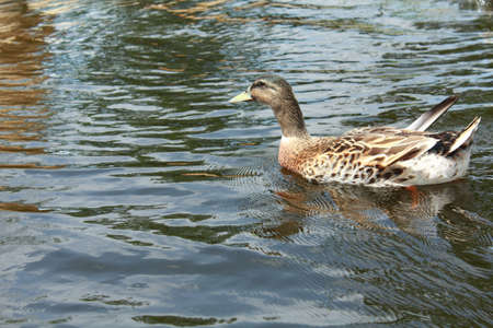 Cha-am beach in Thailandの写真素材