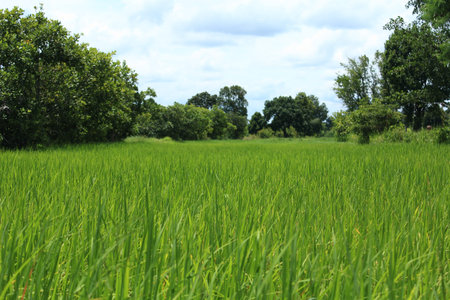 Fieldの写真素材