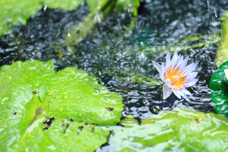 Lotusの写真素材