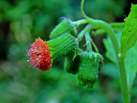 flowers from grassの写真素材