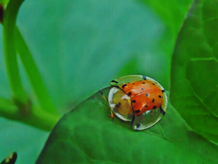 young ladybird with transparent shieldの写真素材