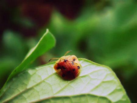 old ladybird on yam leaf