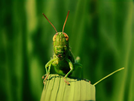 grasshopper on leaf