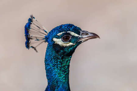 Peacock head.の写真素材