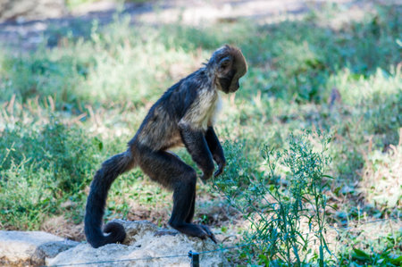 A monkey.