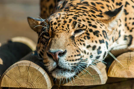 Sri Lanka panther.の写真素材