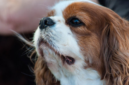 Cavalier-King-Charles.