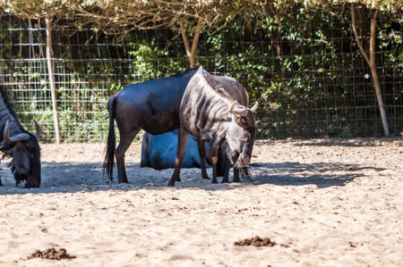 Blue wildebeest photographed in an animal park in France.の写真素材