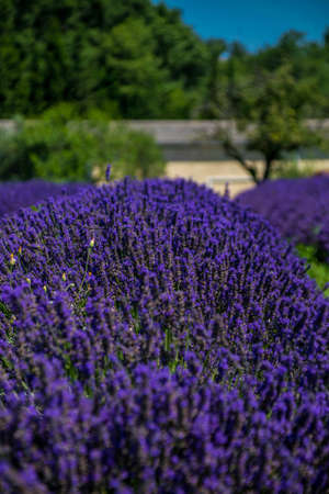 Lavender field on the Valensole plateau in the Lub?ron in France.の写真素材