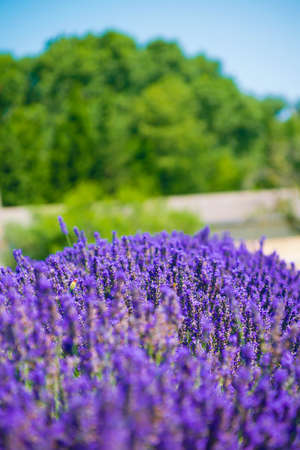 Lavender field on the valensole plateau in the Lubéron- France.の写真素材