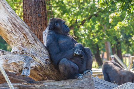 Gorilla photographed in an animal park.