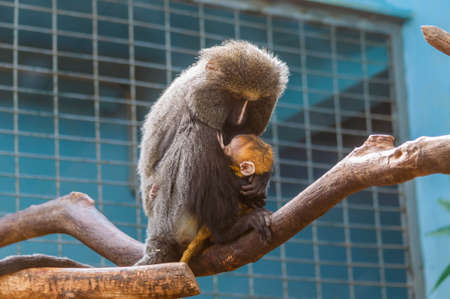 Mother mandrill and her cub, photographed in an animal park.の写真素材