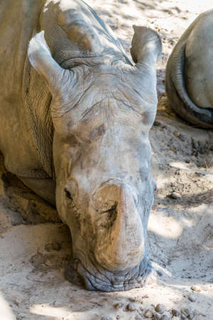 White rhinoceros photographed in an animal parkの写真素材
